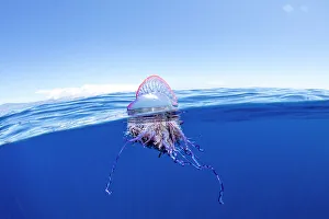 Drifting Gallery: Portuguese man o war (Physalia physalis) floating on sea surface. Azores, Atlantic Ocean