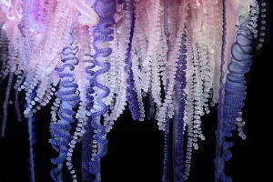 Portuguese Man-of-War (Physalia physalis) close up of tentacles, Sargasso Sea, Bermuda Portuguese Man-of-War (Physalia physalis) close up of tentacles, Sargasso Sea, Bermuda