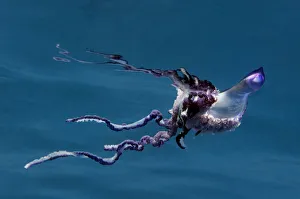 Portuguese man of war (Physalia physalis) Pico, Azores, Portugal, June 2009 Portuguese man of war (Physalia physalis) Pico, Azores, Portugal, June 2009