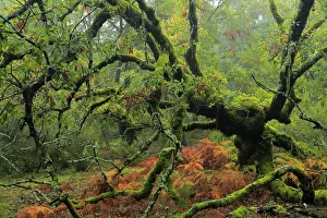 Portuguese oak tree (Quercus faginea) covered in moss, Los Alcornocales Natural Park Portuguese oak tree (Quercus faginea) covered in moss, Los Alcornocales Natural Park