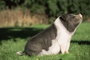 Pot bellied pig sitting {Sus scrofa domestica} USA Pot bellied pig sitting {Sus scrofa domestica} USA