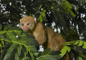 Potto (Perodicticus potto) in tree, Togo. Captive Potto (Perodicticus potto) in tree, Togo. Captive