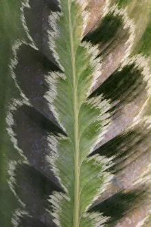 Prayer plant (Calathea plowmanii) close up of leaf, TU Delft Botanical Garden Prayer plant (Calathea plowmanii) close up of leaf, TU Delft Botanical Garden