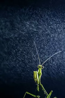 Himalaya Gallery: Praying mantis (Mantidae) with water vapour from cloud. Taken at high altitude hill station