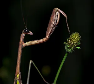 Praying mantis (Tenodera sp) on plant at night. Wuliangshan Nature Reserve, Jingdong Praying mantis (Tenodera sp) on plant at night. Wuliangshan Nature Reserve, Jingdong