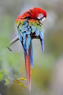 Preening red-and-green macaw or green-winged macaw (Ara chloropterus) (Family Psittacidae) Preening red-and-green macaw or green-winged macaw (Ara chloropterus) (Family Psittacidae)