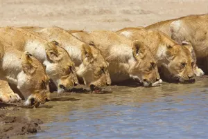 Pride of African lions (Panthera leo) drinking, Tanzania Pride of African lions (Panthera leo) drinking, Tanzania