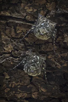 Proboscis bats (Rhynchonycteris naso) day roosting, Costa Rica, March 2014 Proboscis bats (Rhynchonycteris naso) day roosting, Costa Rica, March 2014