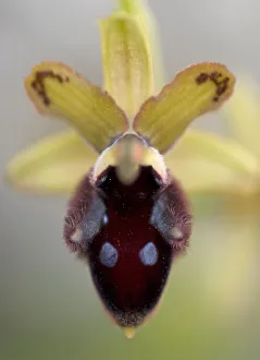 Promontory orchid (Ophrys promontorii) flower, Monte Sacro, Gargano National Park Promontory orchid (Ophrys promontorii) flower, Monte Sacro, Gargano National Park