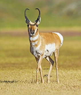Images Dated 6th June 2014: Pronghorn (Antilocapra americana) male, Yellowstone National Park, Wyoming, USA, June