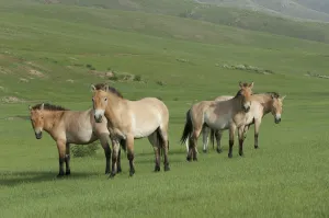 Przewalski horses (Equus ferus przewalski) Khustain Nuruu National Park, Mongolia Przewalski horses (Equus ferus przewalski) Khustain Nuruu National Park, Mongolia
