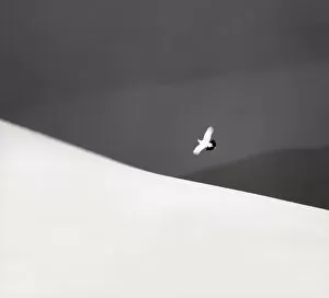 Images Dated 27th February 2009: Ptarmigan (Lagopus mutus) male in flight over snow covered Cairngorm Mountains, Scotland