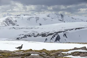 Ptarmigan (Lagopus mutus) male in snowy mountains, Cairngorms National Park, Scotland Ptarmigan (Lagopus mutus) male in snowy mountains, Cairngorms National Park, Scotland