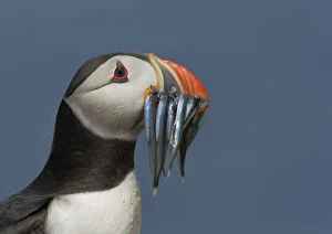 Images Dated 6th July 2009: Puffin (Fratercula arctica) with beak full of sandeels, Farne Islands, Northumberland