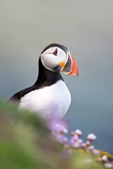 Puffins Gallery: Puffin (Fratercula arctica) on a cliff edge with flowering sea thrift (Armeria maritima)