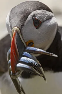 Puffin (Fratercula arctica) with sandeels in beak, Saltee Island, Ireland, June 2009 Puffin (Fratercula arctica) with sandeels in beak, Saltee Island, Ireland, June 2009