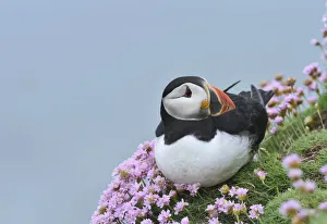 Puffin (Fratercula arctica) among sea thrift, Great Saltee Island, County Wexford, Ireland Puffin (Fratercula arctica) among sea thrift, Great Saltee Island, County Wexford, Ireland