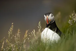 Puffin (Fratercula arctica) standing in grass, portrait, Shetland Islands, Scotland, UK. June Puffin (Fratercula arctica) standing in grass, portrait, Shetland Islands, Scotland, UK. June