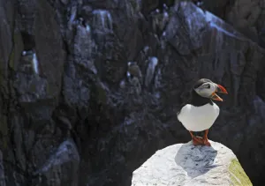 Puffin (Fratercula arctica) standing on rock calling, Saltee Islands, County Wexford Puffin (Fratercula arctica) standing on rock calling, Saltee Islands, County Wexford