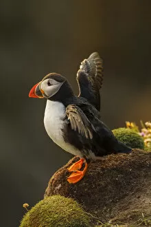 Images Dated 19th July 2012: Puffin (Fratercula arctica) stretching wings, late evening light. Shetland Islands