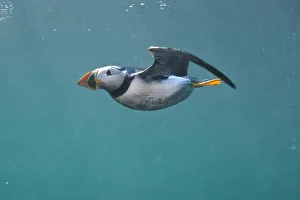 Puffin (Fratercula arctica) swimming underwater, Farne Islands, Northumberland, UK, July Puffin (Fratercula arctica) swimming underwater, Farne Islands, Northumberland, UK, July