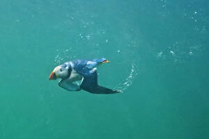 Puffins Gallery: Puffin (Fratercula arctica) swimming underwater, Farne Islands, Northumberland, UK, July