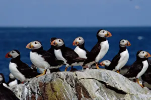 Puffins on Farne Islands (Fratercula arctica) Scotland Puffins on Farne Islands (Fratercula arctica) Scotland