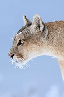 Puma Female, Torres del Paine National Park Art Prints