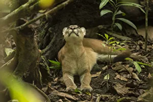 Puma (Puma concolor) looking upwards, Corcovado National Park, Costa Rica, May Puma (Puma concolor) looking upwards, Corcovado National Park, Costa Rica, May