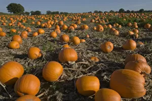 Images Dated 21st October 2008: Pumpkins (Cucurbita sp) ready for Harvest, Norfolk, UK, October