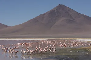 Puna / James flamingo (Phoenicoparrus jamesi) flock on Laguna Colorado, Reserva Eduardo Puna / James flamingo (Phoenicoparrus jamesi) flock on Laguna Colorado, Reserva Eduardo