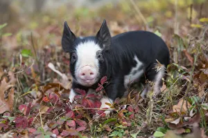 Purebred Berkshire piglet amongst autumn foliage, Smithfield, Rhode Island, USA Purebred Berkshire piglet amongst autumn foliage, Smithfield, Rhode Island, USA