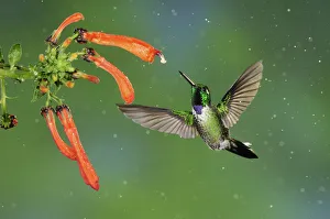 Purple-bibbed Whitetip (Urosticte benjamini) male feeding from flower, Mindo, Ecuador Purple-bibbed Whitetip (Urosticte benjamini) male feeding from flower, Mindo, Ecuador