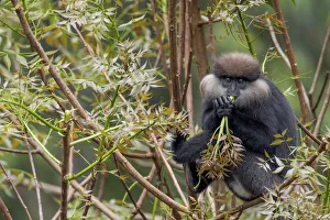 Purple-faced langur (Trachypithecus vetulus) eating on a branch Purple-faced langur (Trachypithecus vetulus) eating on a branch