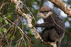 Purple-faced langur (Trachypithecus vetulus) with wet fur, feeding, Sinharaja Purple-faced langur (Trachypithecus vetulus) with wet fur, feeding, Sinharaja