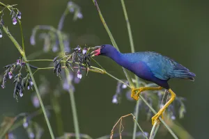 Purple gallinule (Porphyrio martinicus) reaches for giant bulrush (Schoenoplectis Purple gallinule (Porphyrio martinicus) reaches for giant bulrush (Schoenoplectis