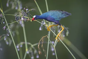 Purple gallinule (Porphyrio martinicus) reaches for Giant bulrush seeds Purple gallinule (Porphyrio martinicus) reaches for Giant bulrush seeds