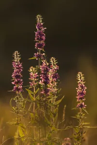 Purple loosestrife (Lythrum salicaria) flower spikes in evening light, Scotland, UK Purple loosestrife (Lythrum salicaria) flower spikes in evening light, Scotland, UK