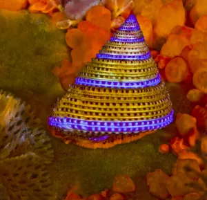 Purple-ringed Topsnail (Calliostoma annulatum), Orange Social Tunicate Purple-ringed Topsnail (Calliostoma annulatum), Orange Social Tunicate