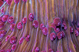 Purple short tentacle mushroom coral (Fungia sp.) close up of polyps. Lembeh Strait Purple short tentacle mushroom coral (Fungia sp.) close up of polyps. Lembeh Strait