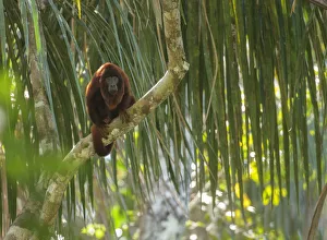 Purus red howler monkey (Alouatta puruensis) sitting in the rainforest canopy Purus red howler monkey (Alouatta puruensis) sitting in the rainforest canopy