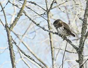 Pygmy owl (Glaucidium passerinum) perched in lichen covered tree. Helsinki, Finland Pygmy owl (Glaucidium passerinum) perched in lichen covered tree. Helsinki, Finland