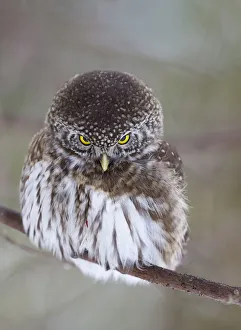 Pygmy owl (Glaucidium passerinum) perched on branch. Helsinki, Finland. January Pygmy owl (Glaucidium passerinum) perched on branch. Helsinki, Finland. January