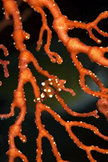 Pygmy seahorse, not currently described hiding in sea fan, Raja Ampat, Irian Jaya Pygmy seahorse, not currently described hiding in sea fan, Raja Ampat, Irian Jaya