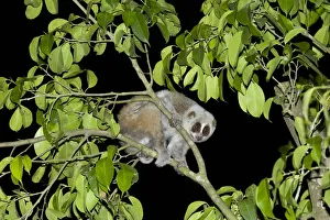 Pygmy slow loris (Nycticebus pygmaeus) in tree at night. Xishuangbanna, Yunnan Province Pygmy slow loris (Nycticebus pygmaeus) in tree at night. Xishuangbanna, Yunnan Province