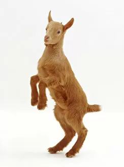 Images Dated 10th January 2011: Pygmy x Golden Guernsey female goat kid, standing on hind legs