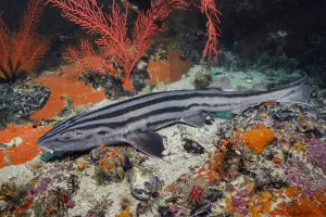 Pyjama shark (Poroderma africanum) in reef. Simon's Town, Western Cape, South Africa Pyjama shark (Poroderma africanum) in reef. Simon's Town, Western Cape, South Africa