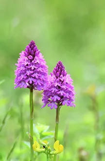 January 2023 Highlights Gallery: Pyramidal orchid (Anacamptis pyramidalis) in flower, Hampshire, UK June. Focus stacked