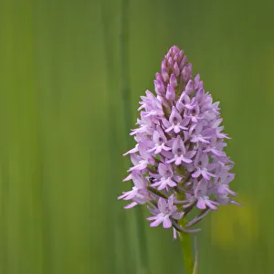 Pyramidal orchid {Anacamptis pyramidalis} Pollino National Park, Basilicata, Italy Pyramidal orchid {Anacamptis pyramidalis} Pollino National Park, Basilicata, Italy