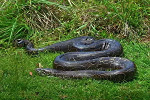 Python (Pythonidae) resting on grass, Uganda